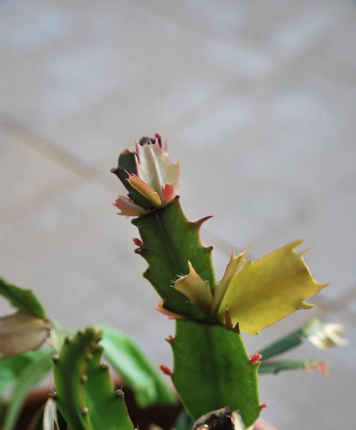 玉兰花叶子突然枯萎，是何原因导致