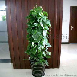 花叶青木盆栽的家居装饰