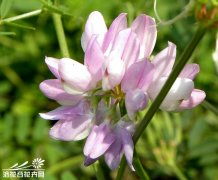 小冠花播种前需浸泡消毒，晾干后播种