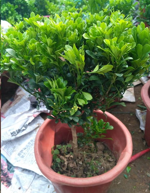 栽培环境与日常护理