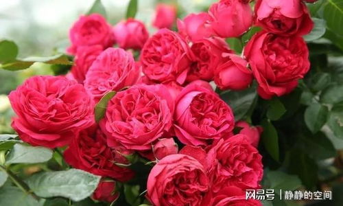 月季花开不展，红龙宝石为何沉默？