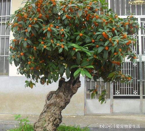 门前庭院种桂花树好吗？适合哪些季节开花