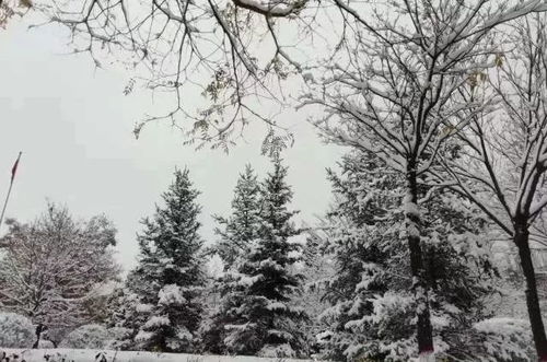 雪柳的土培可嫩性探讨