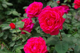 月季花色彩斑斓，哪种颜色最迷人