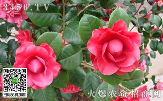 茶花为何老掉蕾？揭秘背后的原因