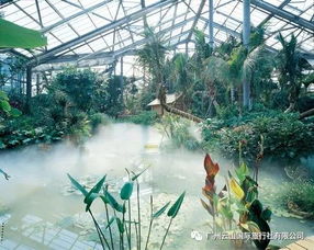 3. 翅荚木，绿叶成荫的清凉伞