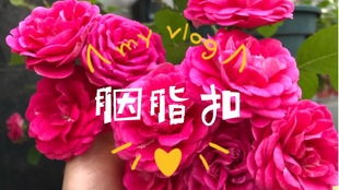 月季花中的两颗明星：胭脂扣与绝颜爬藤，谁更适合爬藤呢？