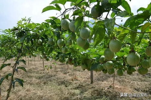 果树虫害爆发，甲维高氯氟三天控虫效果怎么样？