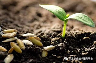 如何让盆栽土壤透气？如何让根系呼吸顺畅