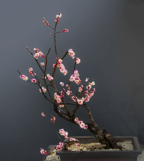 梅花盆景造型之艺术展现