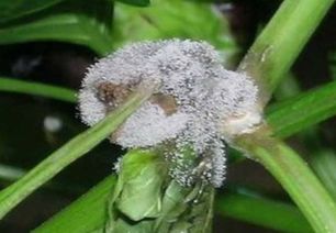 西瓜灰霉病，这个难题怎么破？