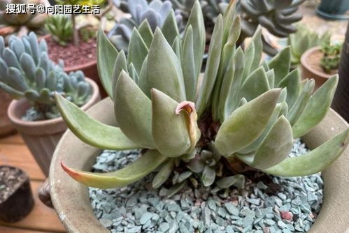 仙女杯白菊种植时应该如何配置土壤比例以及具体种植步骤