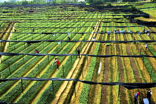 湘潭县丰城茶油基地联系方式，优质幼苗供应！