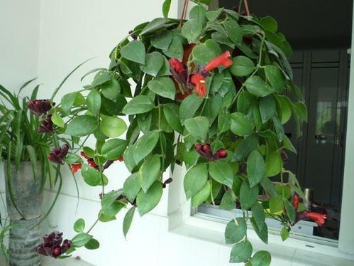 爱心与耐心， 养植物如育儿