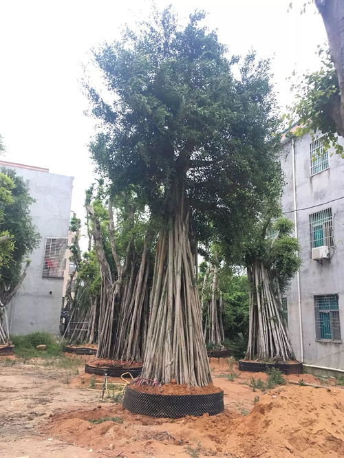 第一招：排水通风是关键