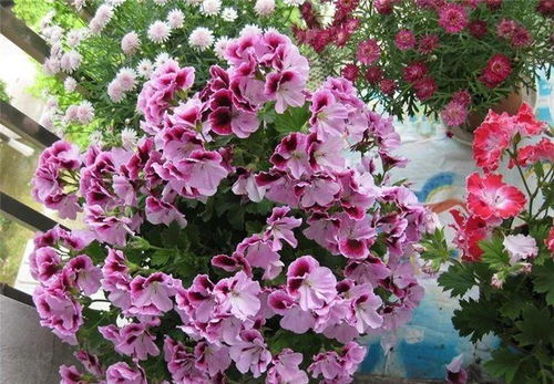 六月里的花事杂谈