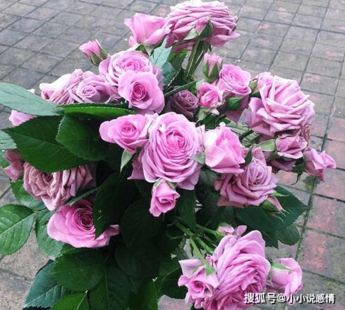 水星王阳台月季：淡粉花瓣，美丽动人