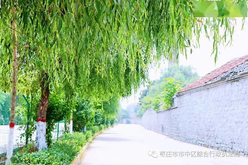 门前风景树，映照家园美