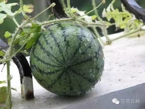 阳台种西瓜，为何总是长不大