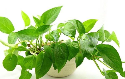 甲霜灵：作物病害的克星