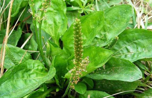 车前草发芽初期的辨认技巧