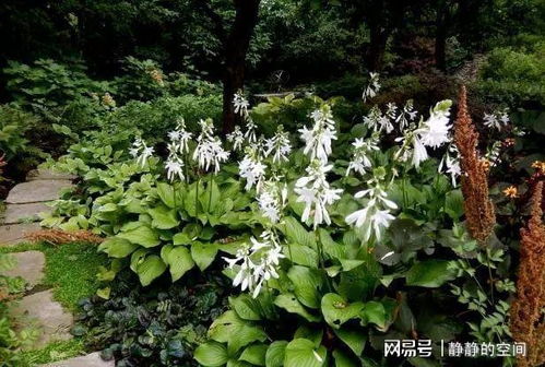 玉簪花， 那是个美丽的东西