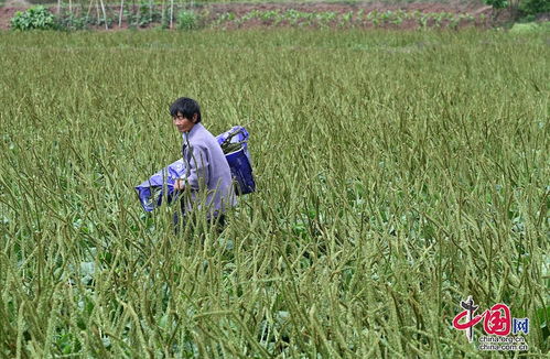 小英在哪儿买种子
