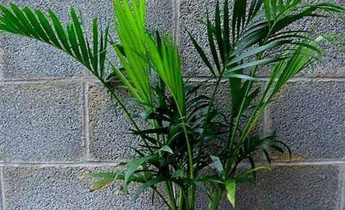 夏天播种， 高温暴雨对皂角籽的影响