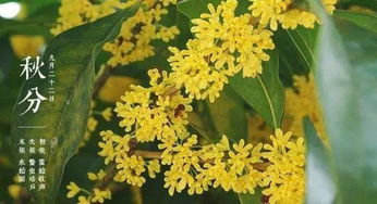 采收方法也要讲究