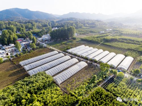 月季：南阳的市花， 勇往直前的精神象征