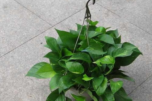 绿萝如何快速长藤