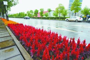 紫薇：紫色的， 高高的