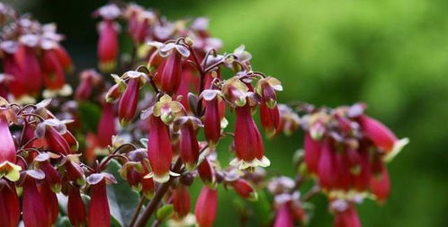 龙船花， 造型独特