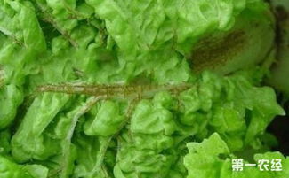 黑腐病，白菜的噩梦