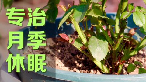 夏末秋初月季花初绽，该留还是该赏？