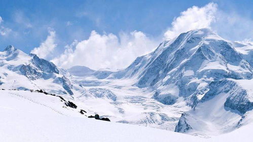 雪莲子真的隐藏在雪山深处吗？它的神秘之谜能否揭开