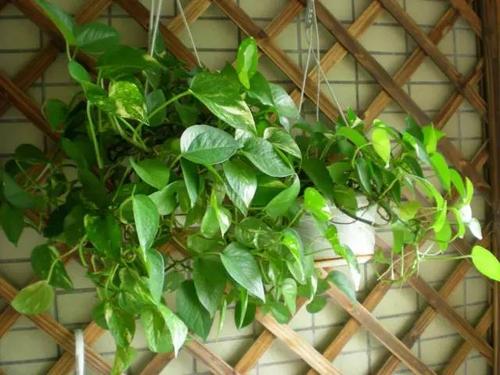 观叶植物如何长得茂盛？光照和水分是否恰到好处