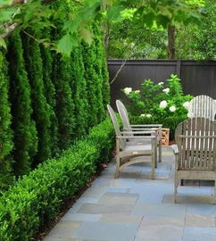 围墙绿篱的秘密