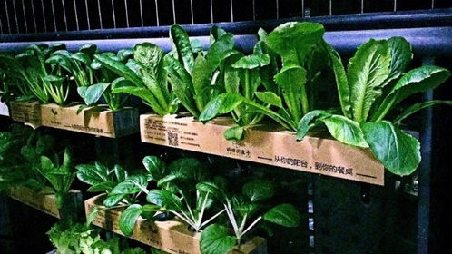 别被“网红植物”忽悠！这些北方多年生草本慎选：