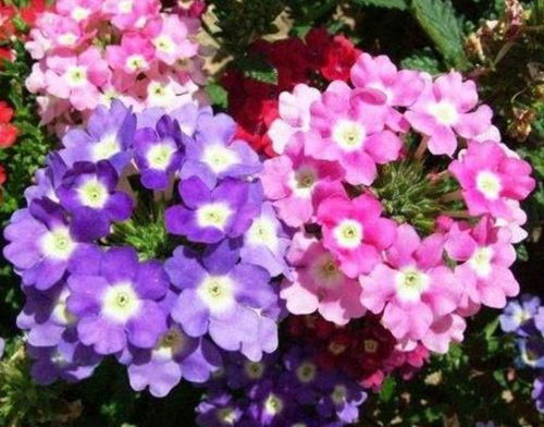 美女樱是草本植物，探究其生长习性与特点