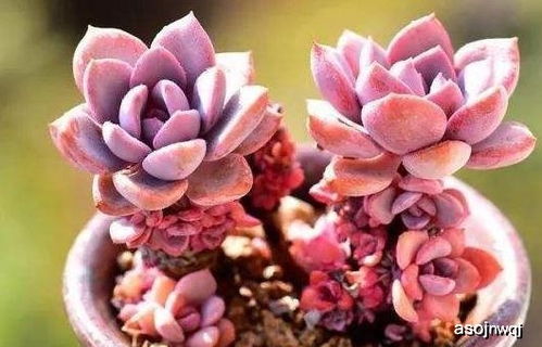 多肉北方夏天怎么养护？如何避免高温伤害