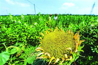 长春花种植过程中，如何合理施肥才能促进其健康生长
