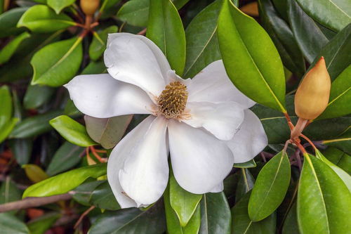 海棠中哪个品种蕞为名贵呢？