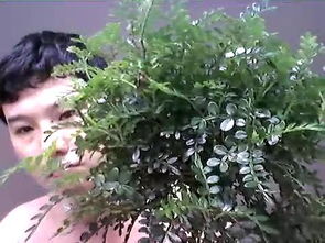 驱蚊树品种众多，哪种驱蚊效果最佳