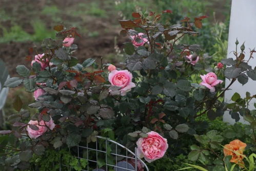 株高80-150厘米， 抗病性良好