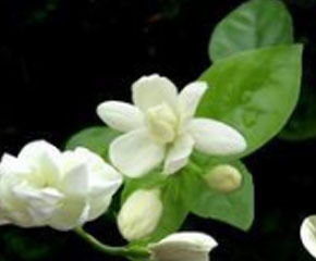 辨识白花的小技巧