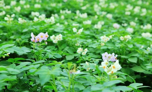 双：秋水映金菊