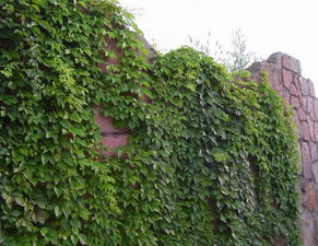 爬山虎的生长速度