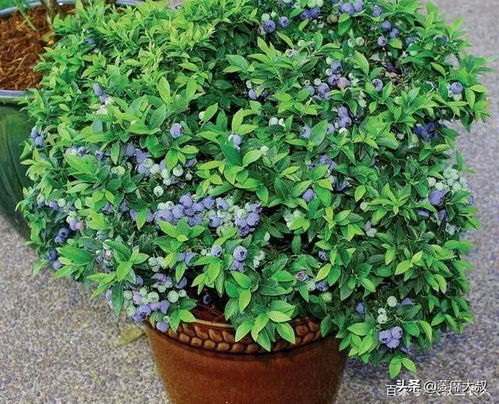 ：种盆栽除虫菊， 乐趣无穷