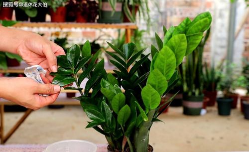 芦荟种植要点：了解芦荟特性